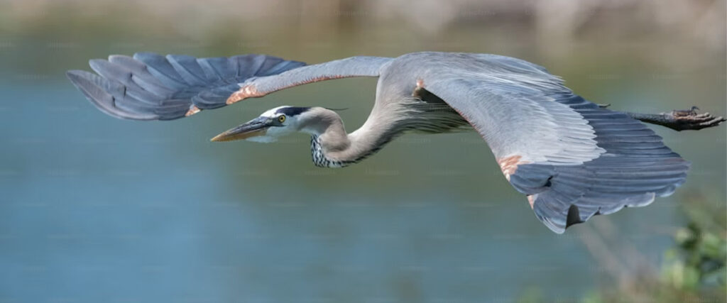 Great Blue Heron