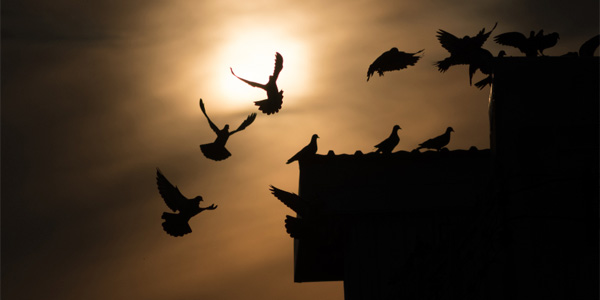 Silhouette of birds