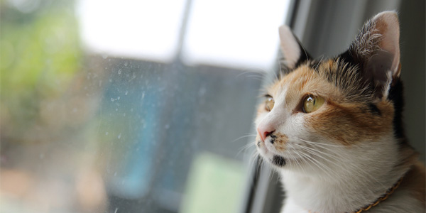 Cat by window