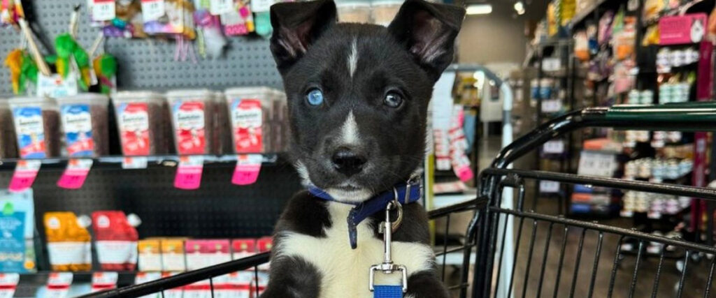 Dog in in cart in Pet Store 