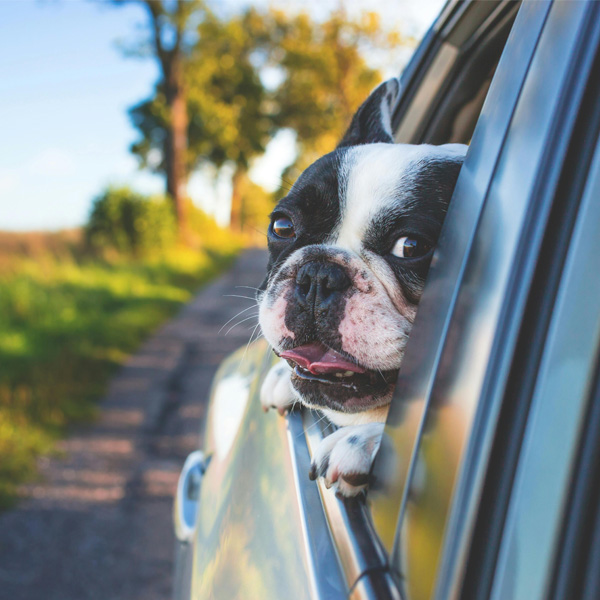 Dog looking out car window