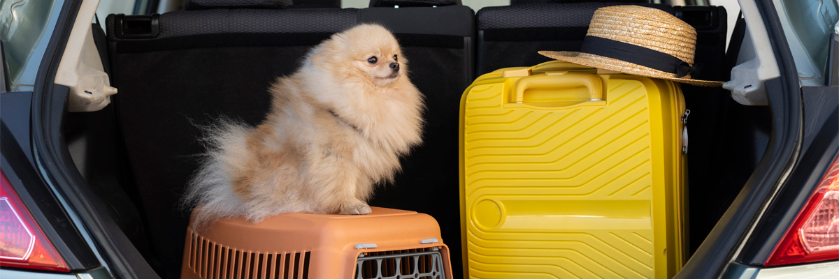 A dog with luggage in the back of a car