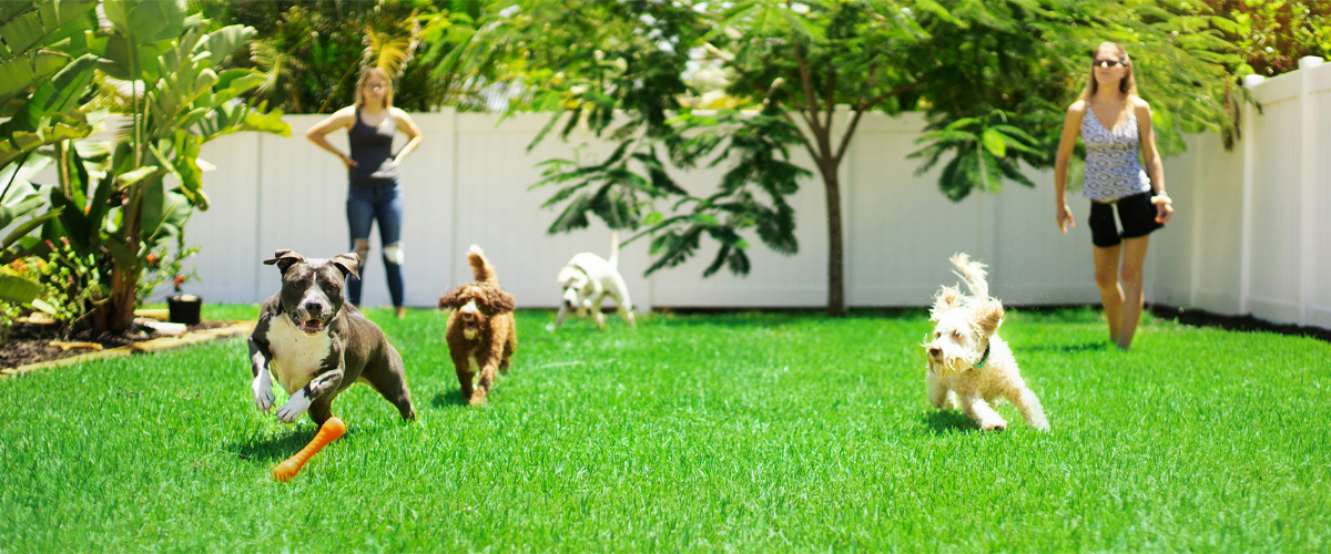 Dogs playing in backyard