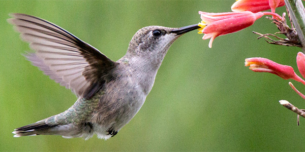 Hummingbird