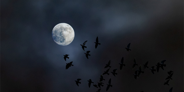 Silhouette of birds with the moon