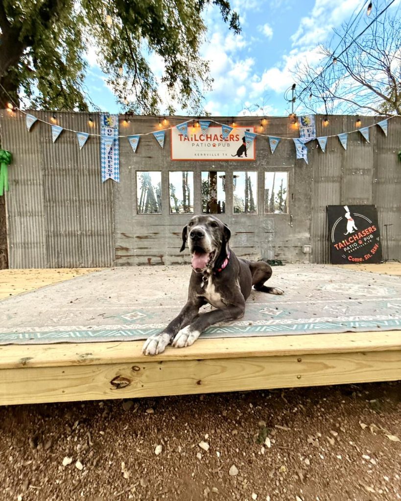 Dog on stage