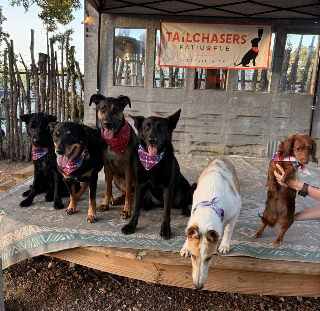 Dogs on Stage